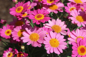 BRIGHT PINK SPRING FLOWERS