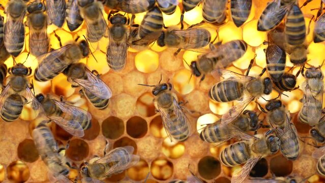 Colony bees on honeycomb in apiary. Beekeeping in countryside. Many working bees on honeycomb, closeup, macro. Detailed shot within a hive in honeycomb, wax cells with honey and pollen. Honey in combs