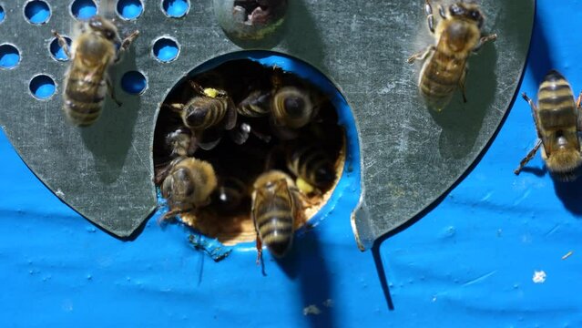 Honey bees fly next to the bee hive in the apiary to collect honey, close up. Beekeeping in countryside. Colony bees in apiary, macro. Detailed landing holes in the hive and fly bees