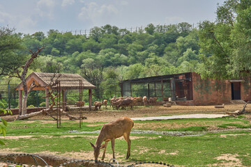 A big deer family