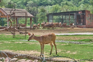 A big deer family