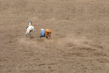 A cowboy is has leaped from his horse and has grabbed the calf's horns. He is competing in a rodeo...