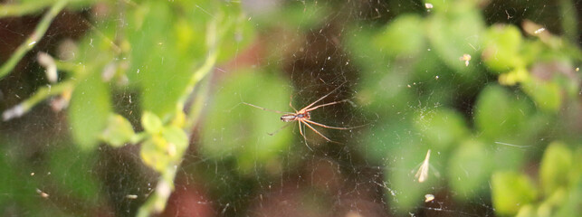 spider on the web
