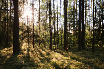 Obraz premium morning in the forest