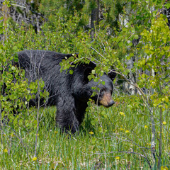 Looking for a Snack.