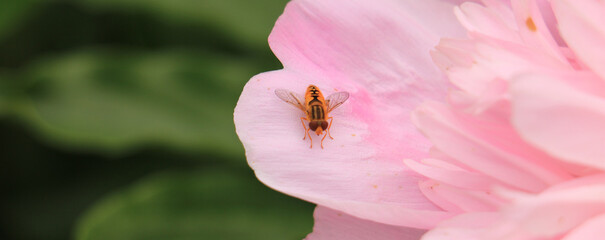 bee on flower