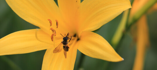 bee and yellow flower