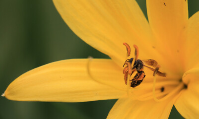 bee on yellow flower