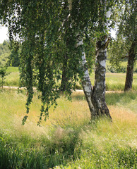 trees in the park