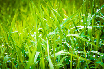 Obraz premium FILTERED PHOTO-Long Green Grass with Dew Droplets - Nursery, Arborist, Landscaping, Lawncare, Mowing Business, Mow, Border, Background, Backdrop, Flier, Poster, Ad, Invitation, Social Media Post or Ad