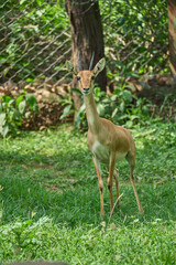 A deer is looking at the camera