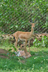 A deer is looking at the camera and another one is sitting