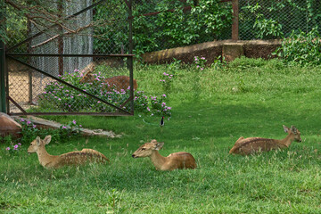 Three deers are relaxing