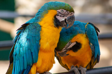 Arara azul, ave exótica, natureza, colorida, amarela, beleza, aves. 