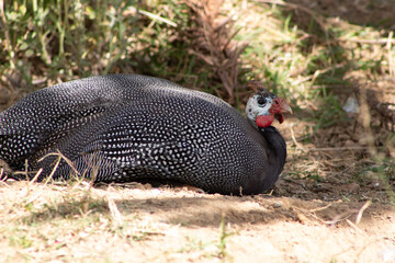 Galinha da angola , ave, natureza, animais, relva, bico, pena, exótico, tropical, 