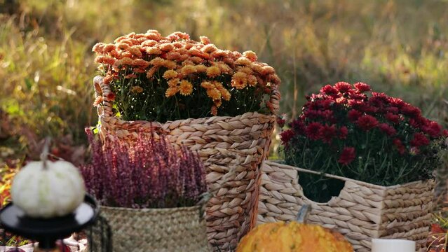 Autumn decor for Thanksgiving day, wedding or festival outdoors at forest with yellow leaves. Arrangement with stylish lantern, pumpkins, straw baskets with lavender and chrysanthemum flowers, candle.