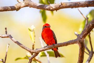 Small red bird known as 