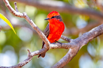 Small red bird known as 