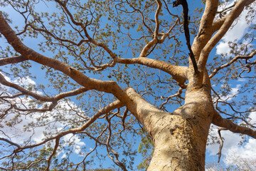 Fototapeta na wymiar Huge tree with bottom-up perspective view