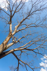 Huge tree with bottom-up perspective view