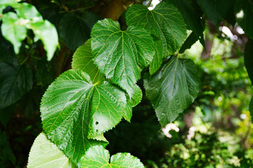 green leaves in the forest