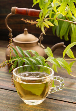 Aloysia citrodora - Lemon verbena hot drink - Organic lemon verbena fresh plant