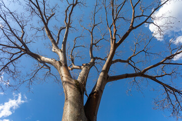 Huge tree with bottom-up perspective view