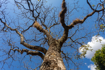 Fototapeta na wymiar Huge tree with bottom-up perspective view