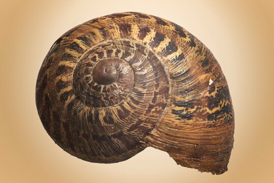 caracol, fosil, concha