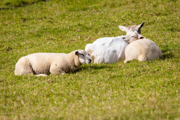 Happy sheep and lamb laying on the grass in summer