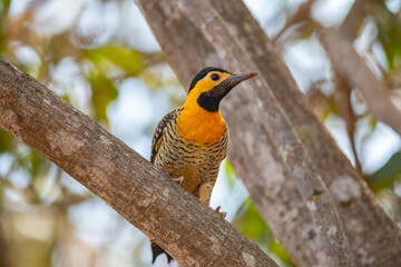 Woodpecker (Colaptes campestris) perched on a tree branch in selective focus. 