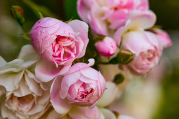 Rose bush pink blossoming on sunny day