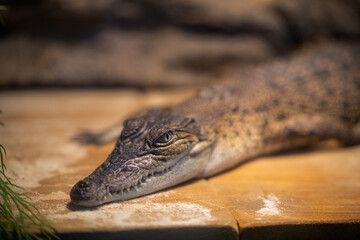 Alligator staring towards the camera