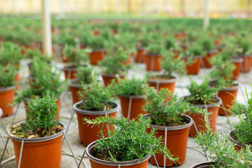 Fototapeta na wymiar Rows of rosemary growing in pots in a greenhouse