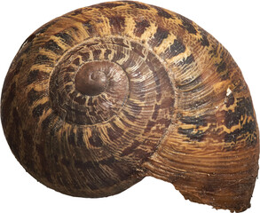 caracol, caracoles