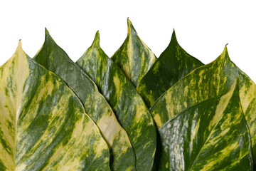 Sirih gading, Epipremnum aureum leaf isolated on white background