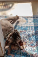Enigmatic Gazes: Sphinx Cat Basking in Sun Rays, Locking Eyes with the Camera