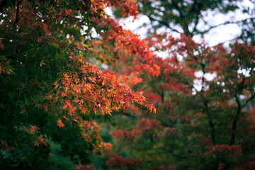 red mable leaves and rainging in kyoto japan