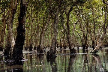 natural mangrove forest in wetland swamp of rayong province eastern thailand - 630139232