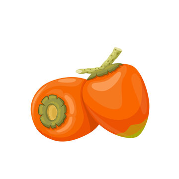 Vector illustration, Chontaduro or Bactris gasipaes, isolated on white background.