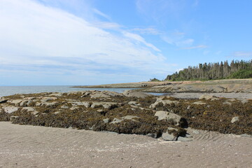St Lawrence River Shore at low tide