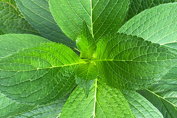 Unusual colorful leaves texture, beautiful green floral background