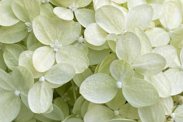 A beautiful backdrop of small white flowers creates an enchanting and delightful scene, perfect for adding a touch of natural beauty to your designs, presentations, or projects