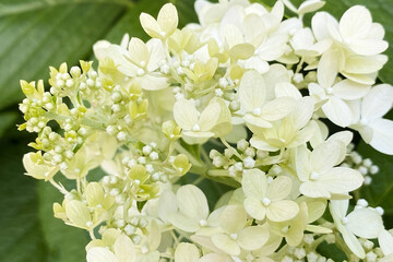 A beautiful backdrop of small white flowers creates an enchanting and delightful scene, perfect for adding a touch of natural beauty to your designs, presentations, or projects