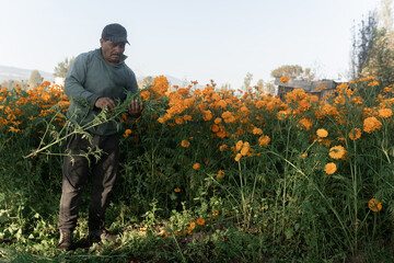 An adult Hispanic man is preparing a Mexican marigold bouquet in a field