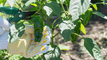 ピーマンの収穫｜家庭菜園イメージ