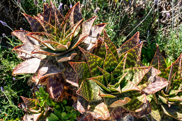Large outdoor cacti. California, USA.