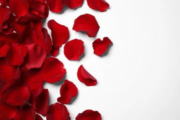 Poster Beautiful red rose petals on white background, top view © New Africa