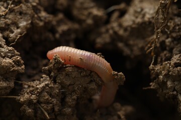 One worm crawling in wet soil, closeup