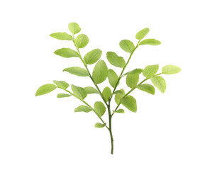 Bilberry branch with fresh green leaves isolated on white